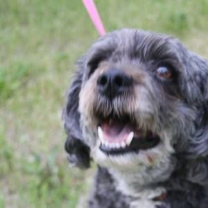 Meet your Posher, Anne